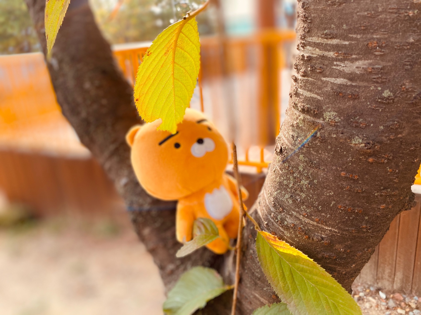 🦁 카카오프렌즈 라이언 🦁