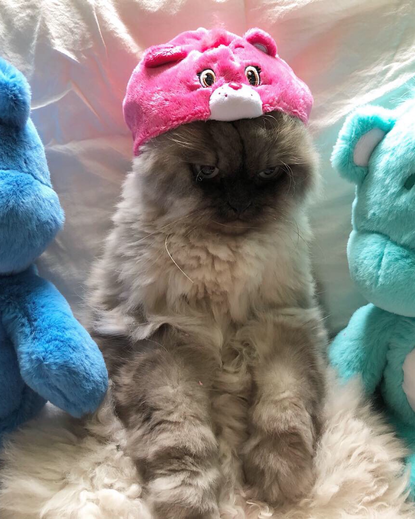 케어랜도 