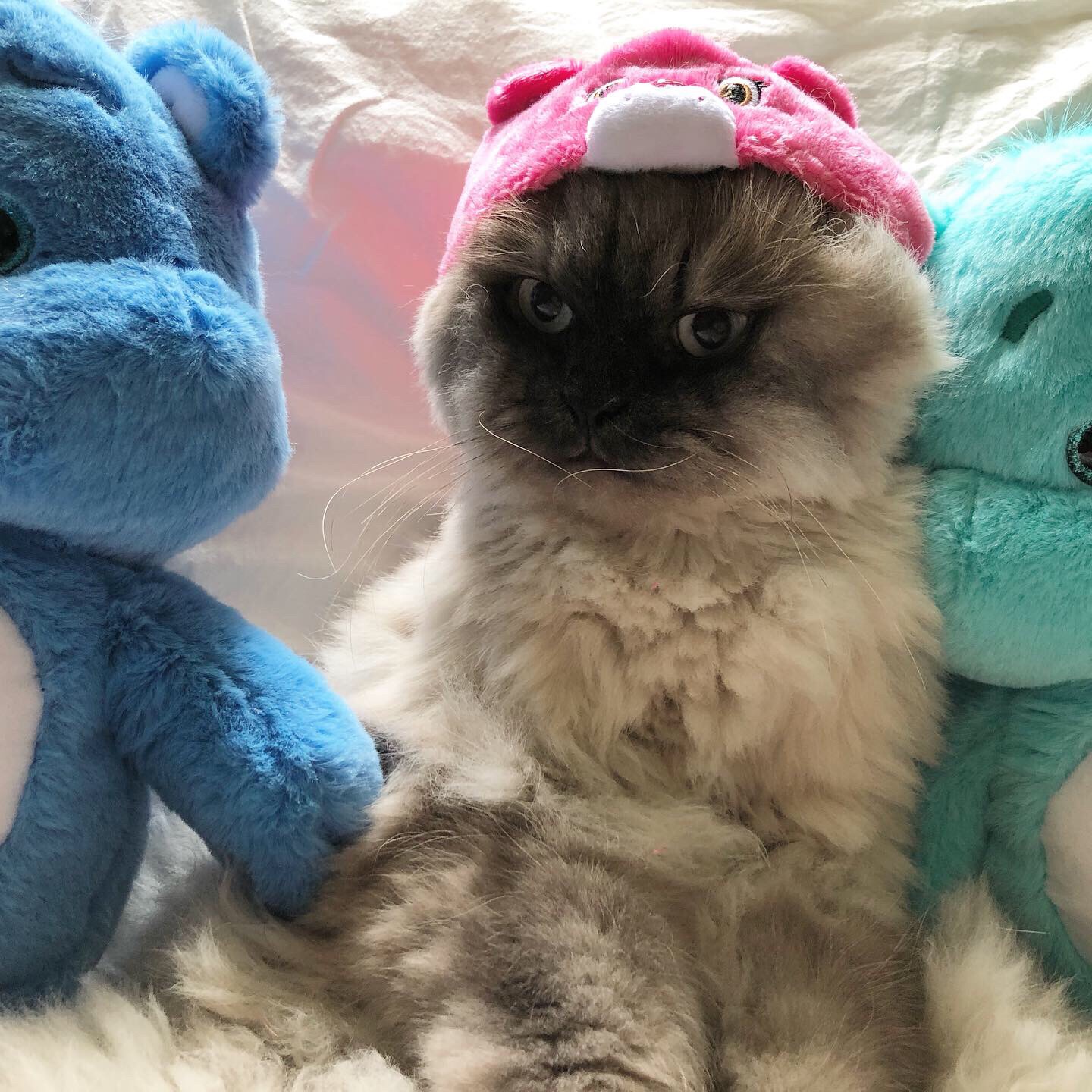 케어랜도 