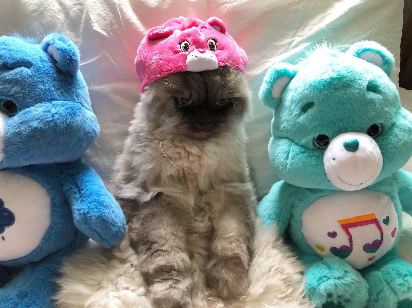 케어랜도 