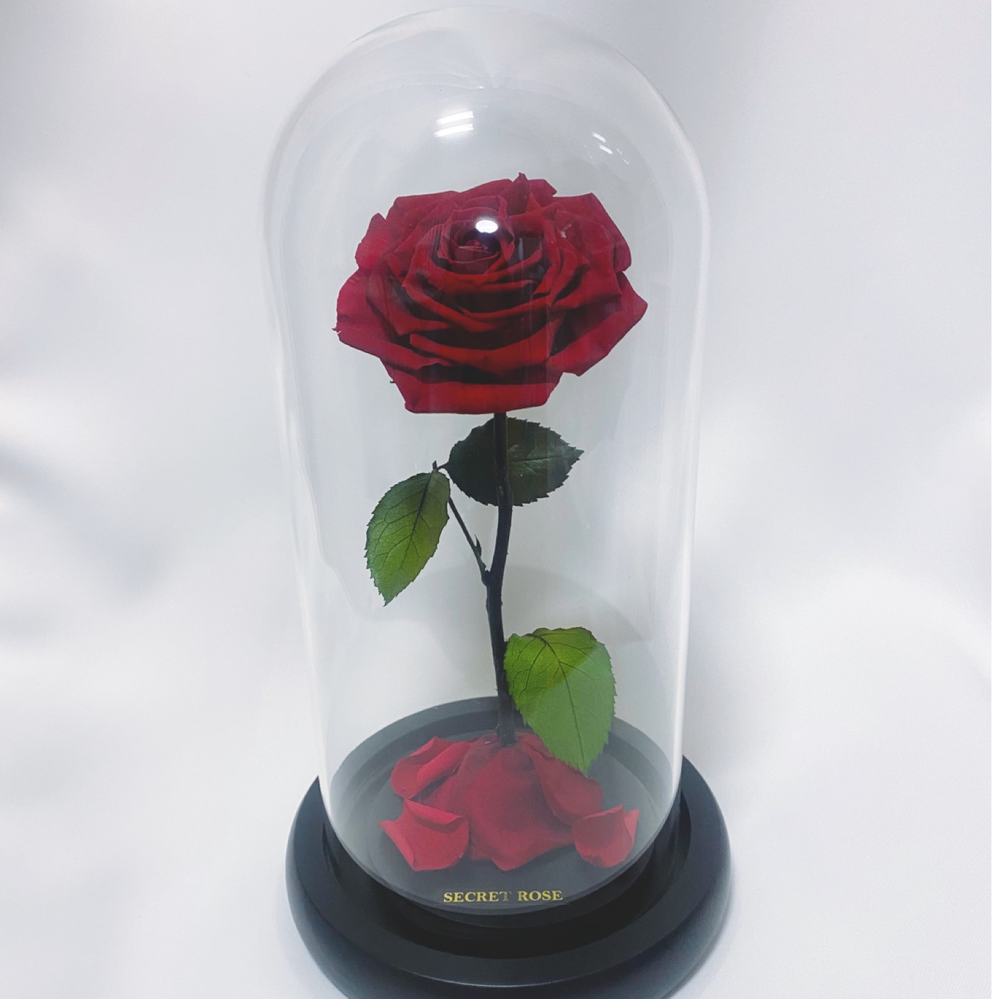 미녀와 야수 컨셉 장미 🌹