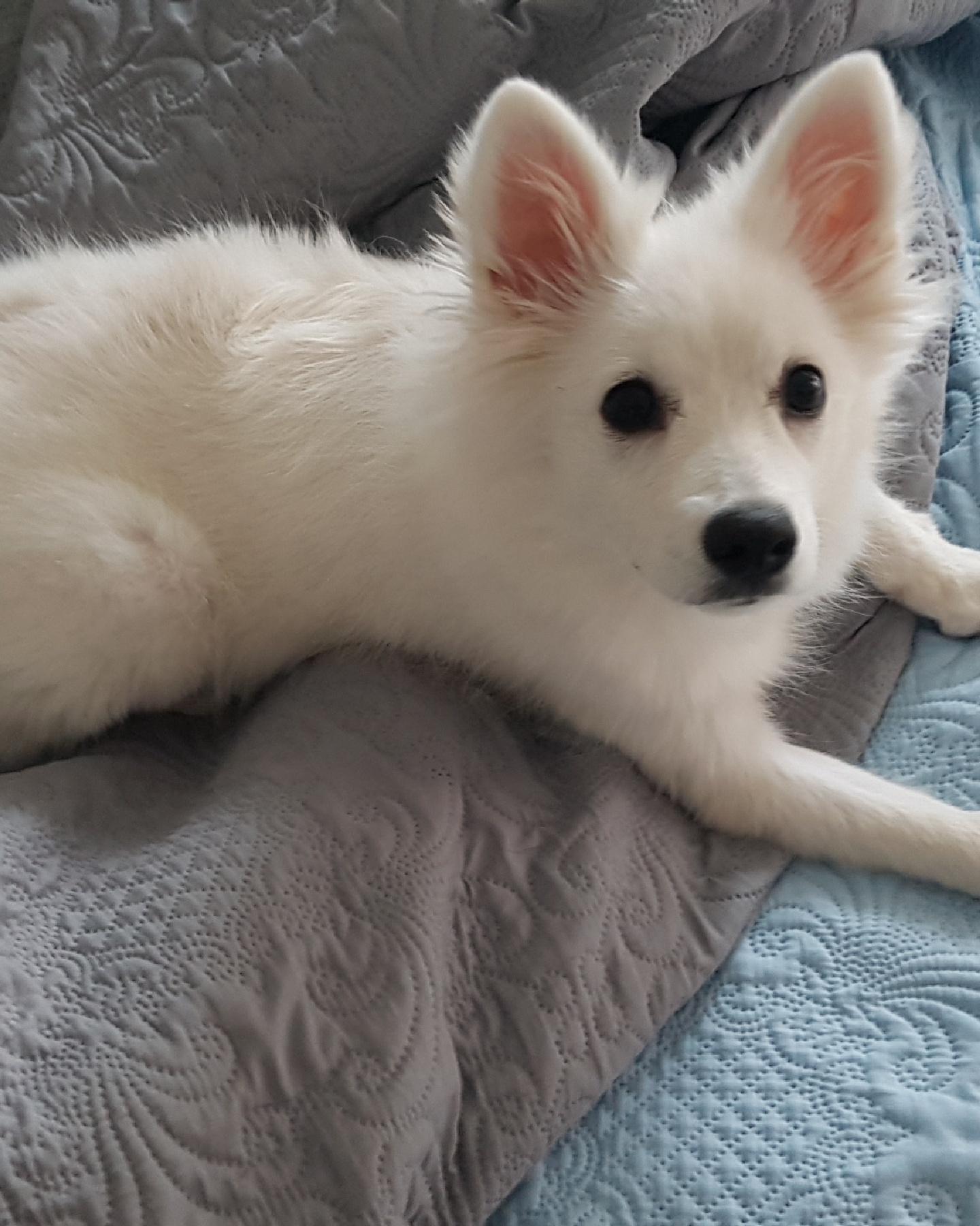 baby dog