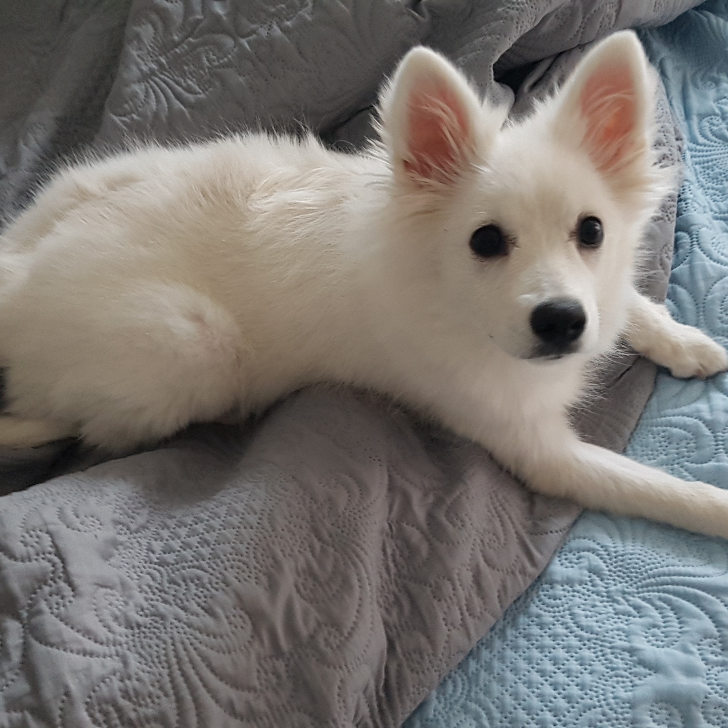 baby dog
