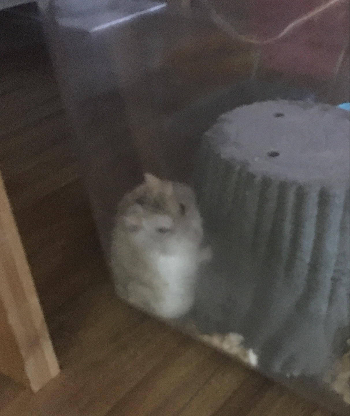 찹붙은 찹쌀떡