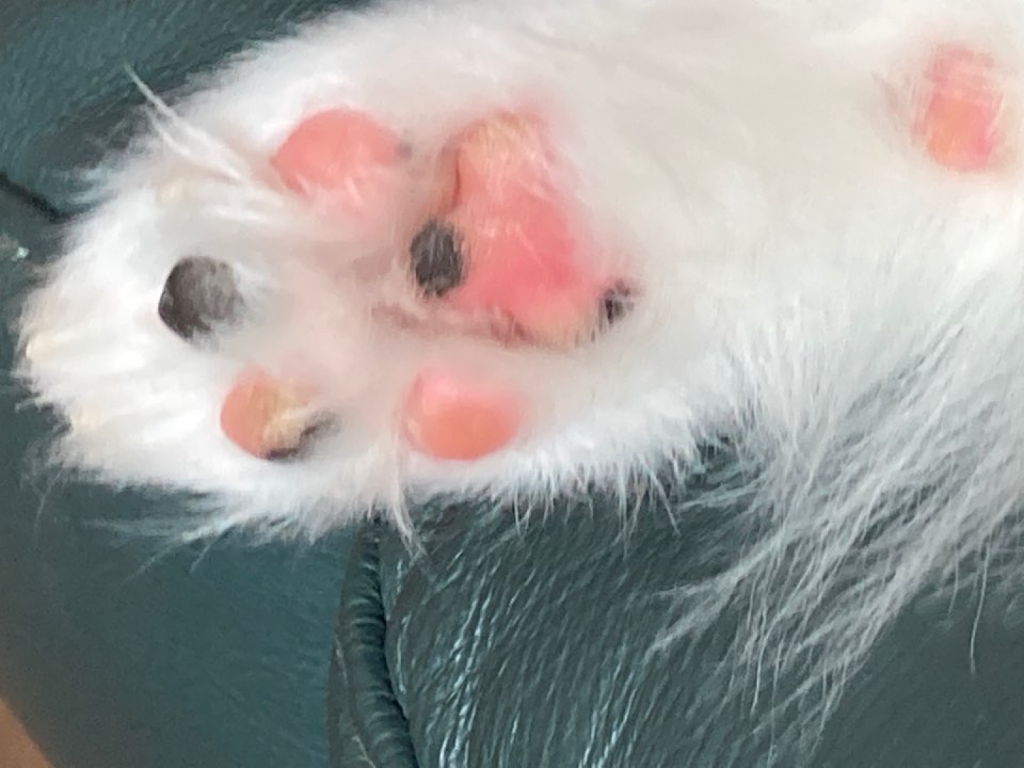 우리집강아지🐶