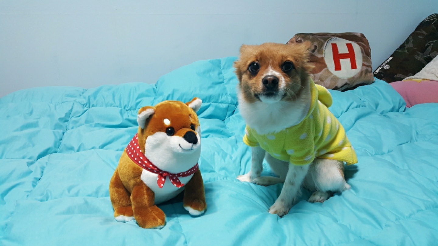 강아지와 강아지의 만남 ^w^