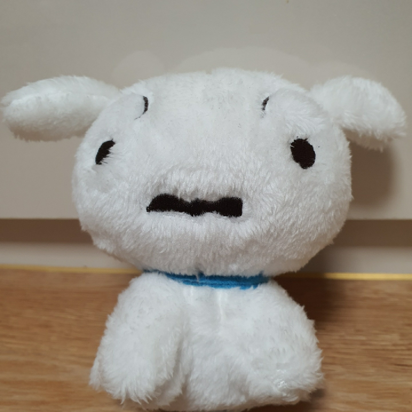 흰둥이 분양받았어용!