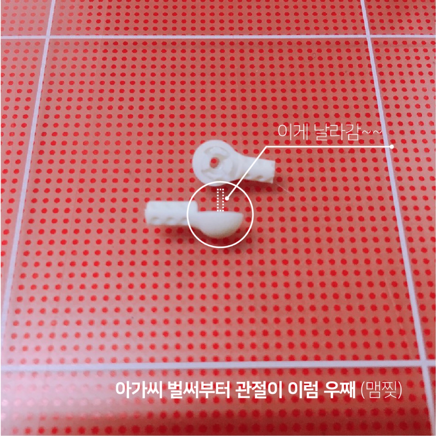 우리 제시 수술했어요