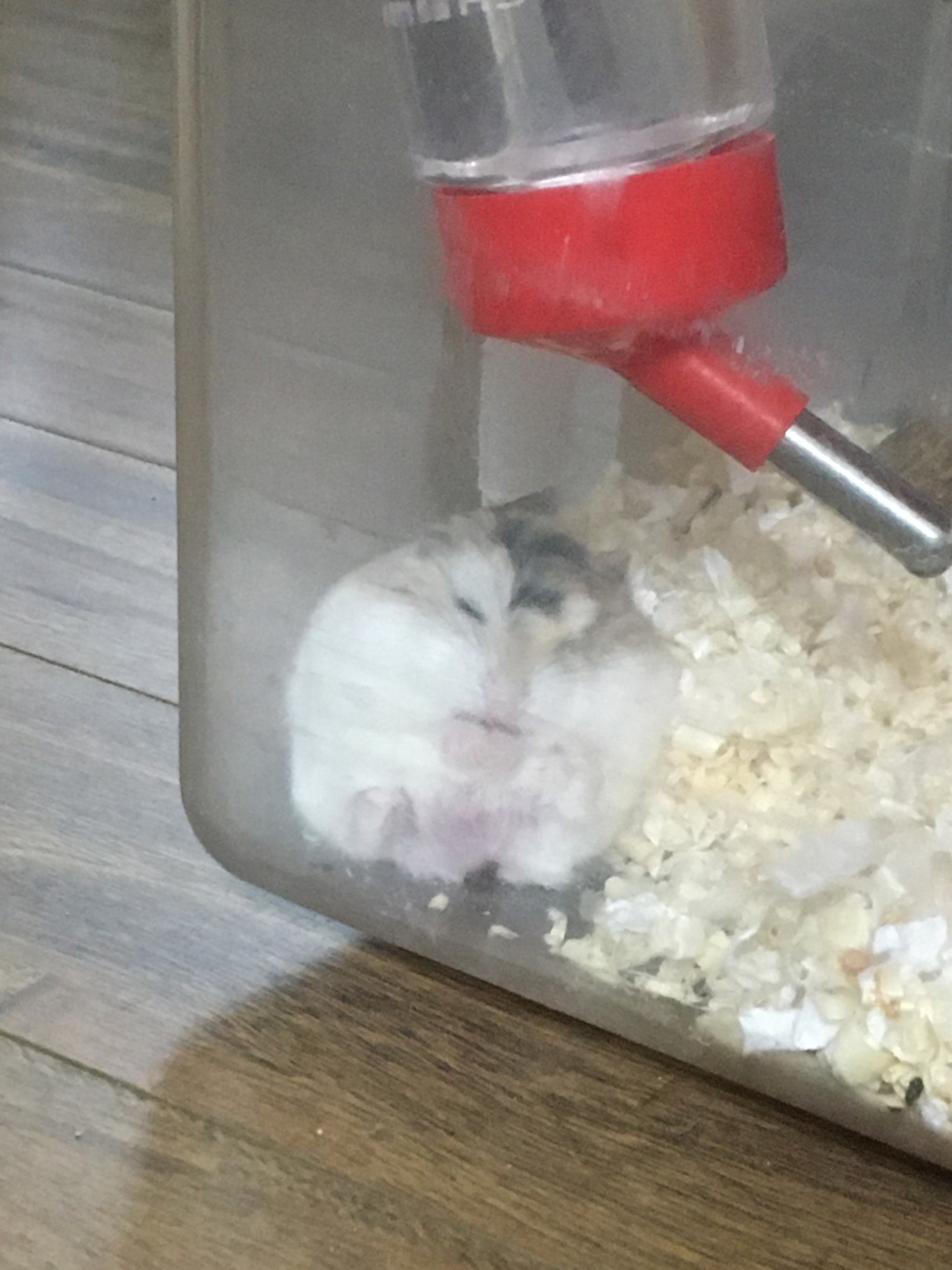 햄스터 꼬미