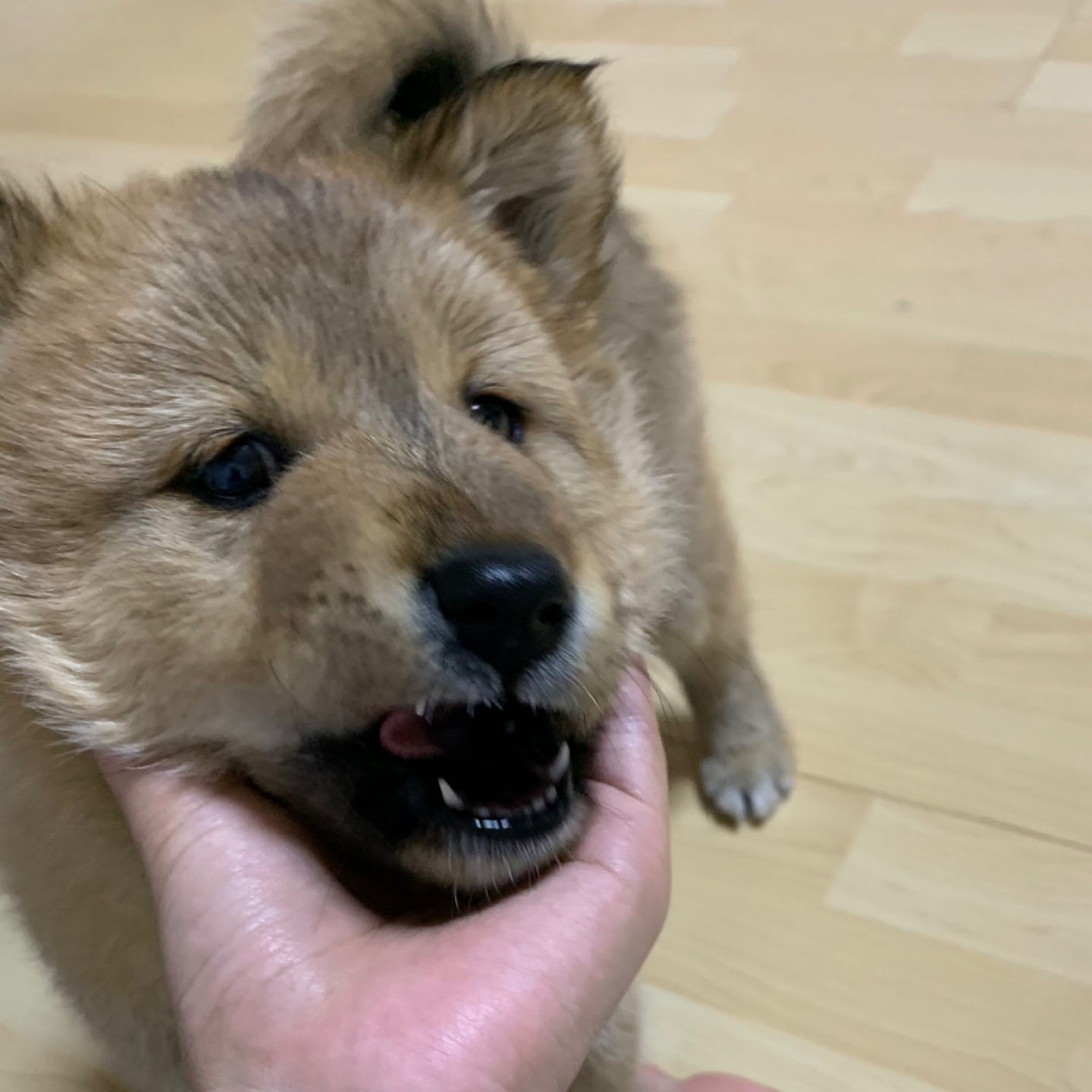 여러분 새해복 많이 받으세용