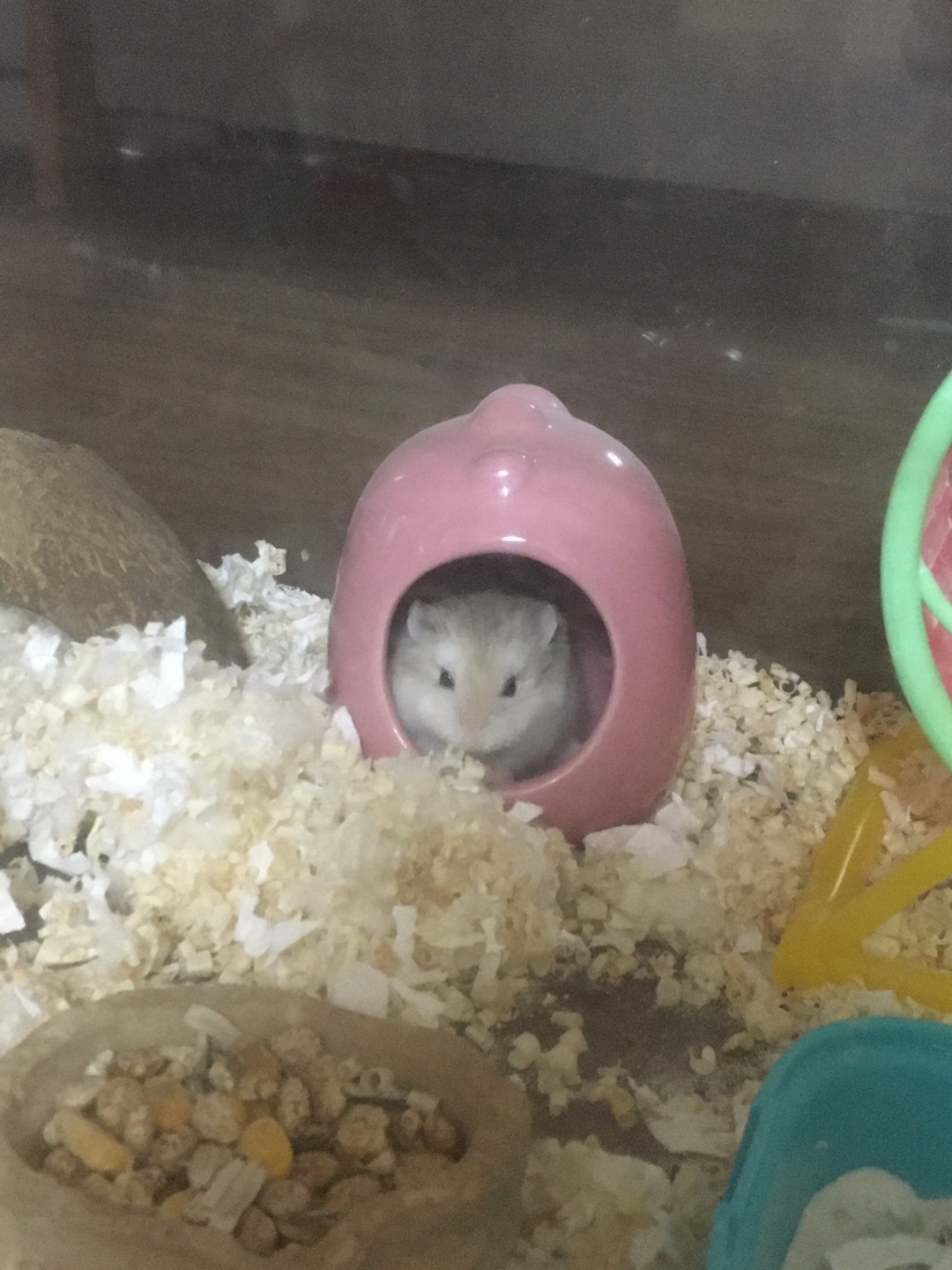 꼬미