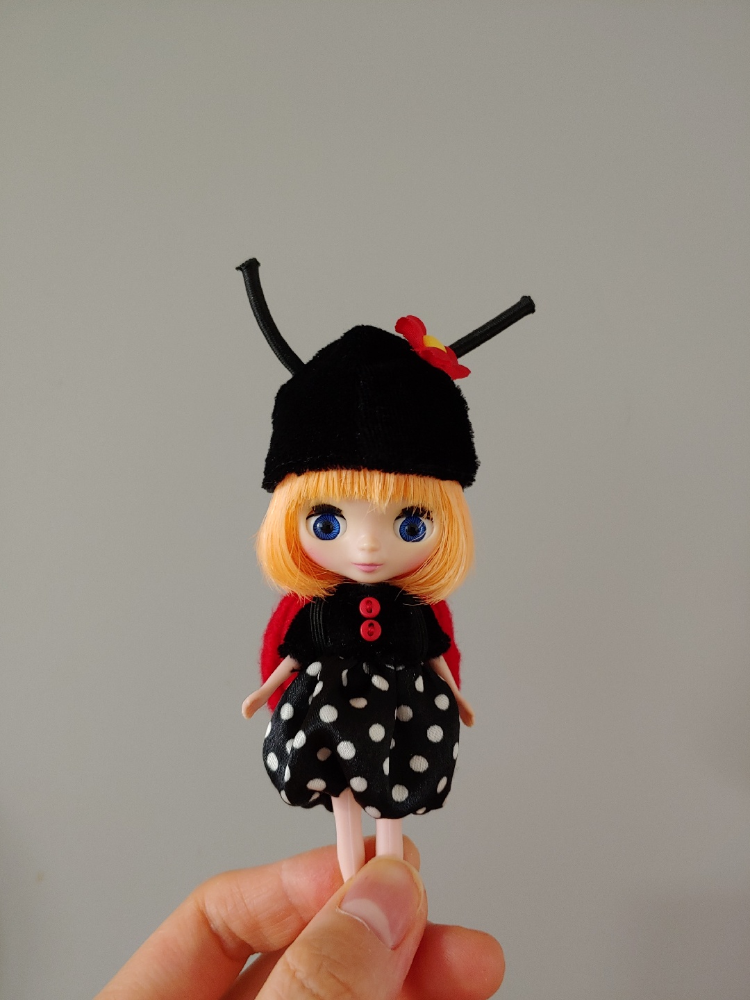 ITSY BITSY BUG 콜리(Colley)