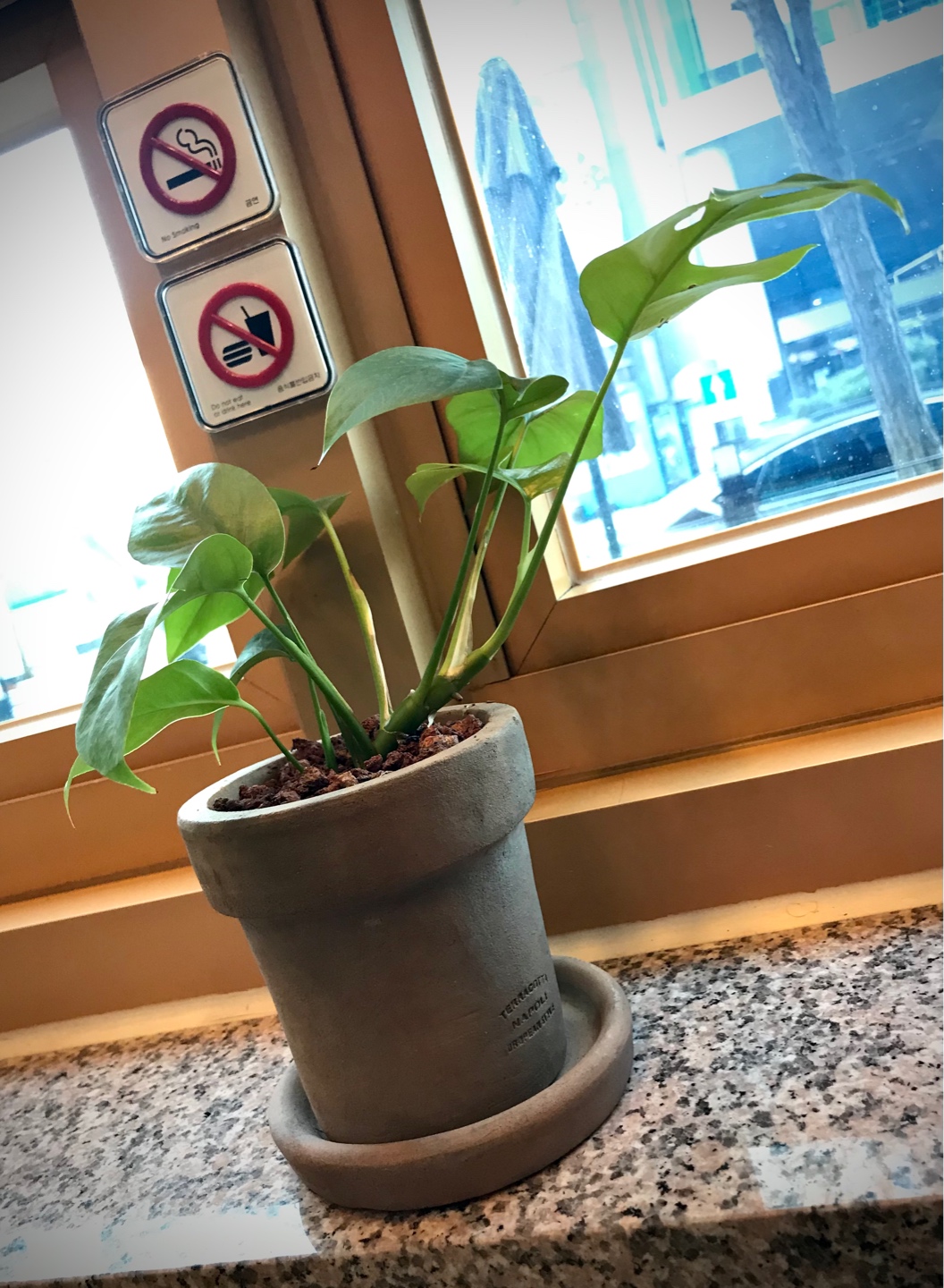 알로하
