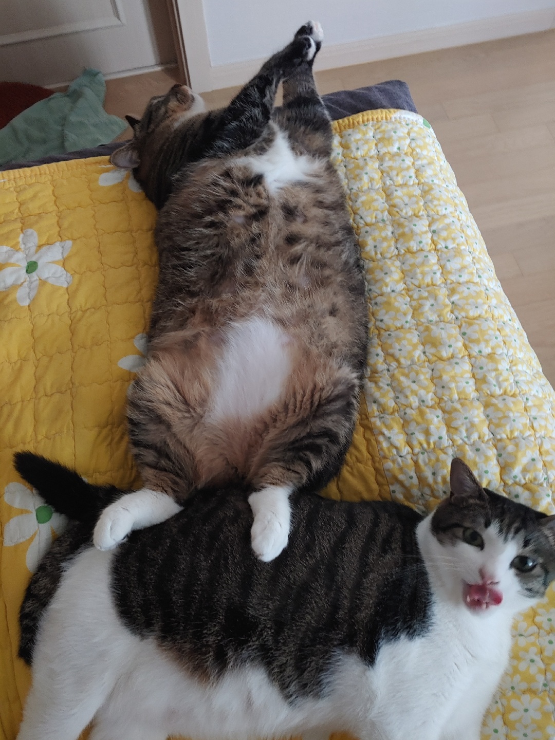 우리집 뚱냥이