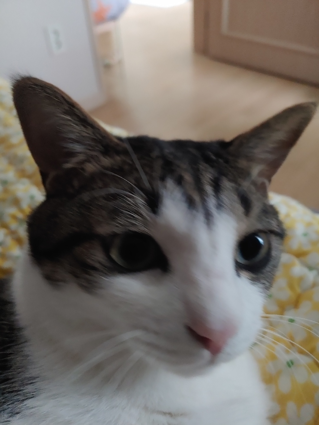 우리집 뚱냥이