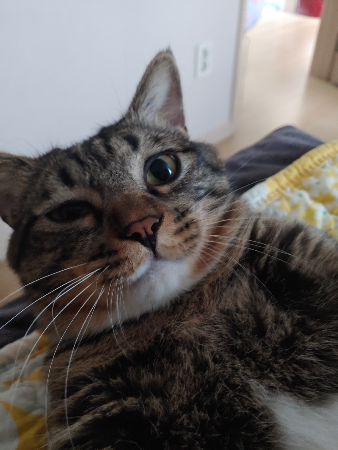 우리집 뚱냥이