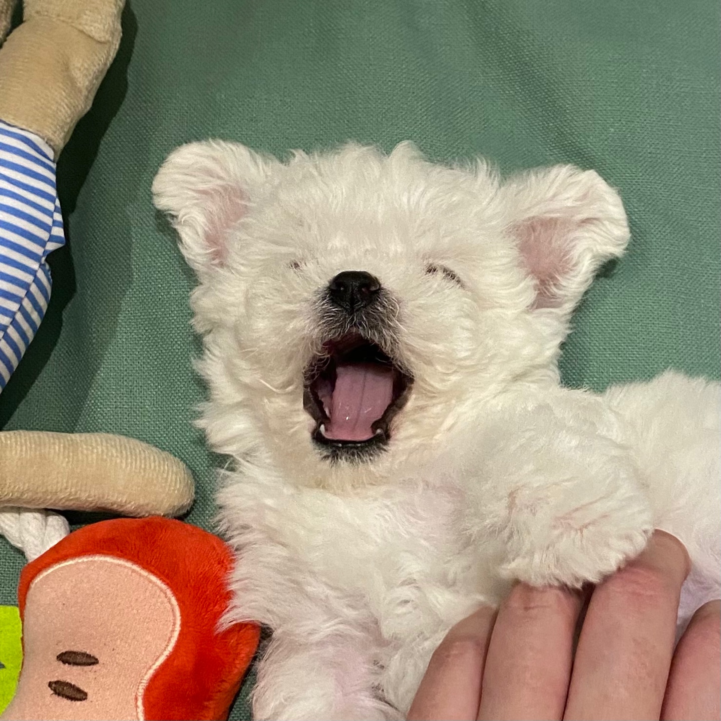 꺄