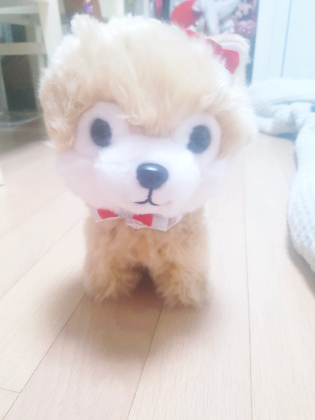 강아지 인형 콩이