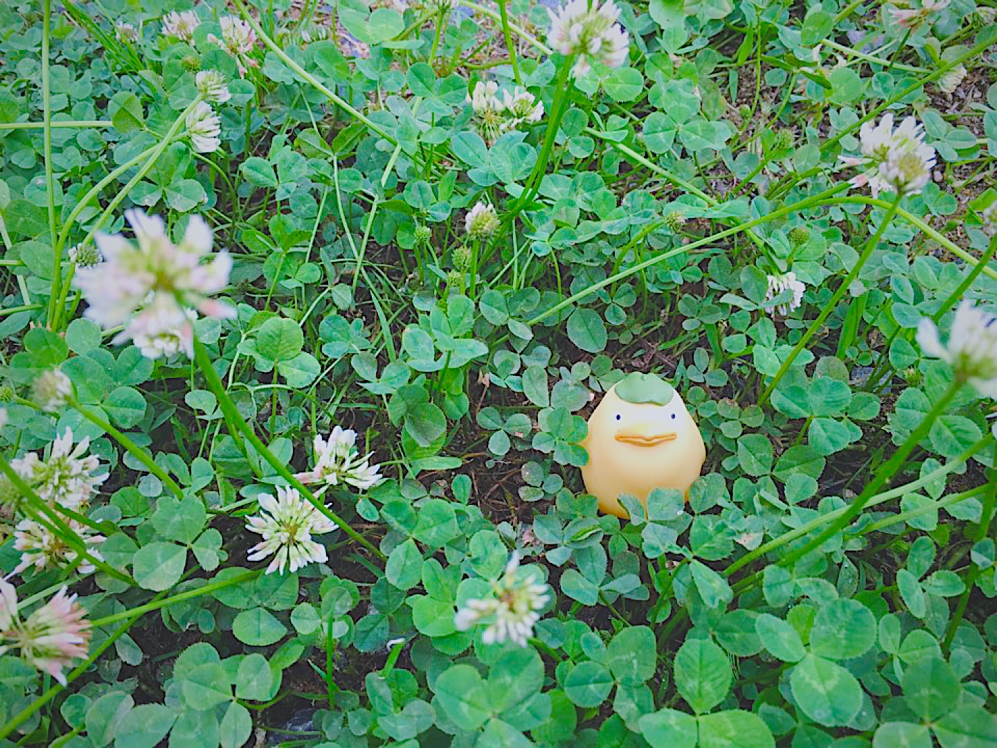 네잎클로버를 찾아라 🍀