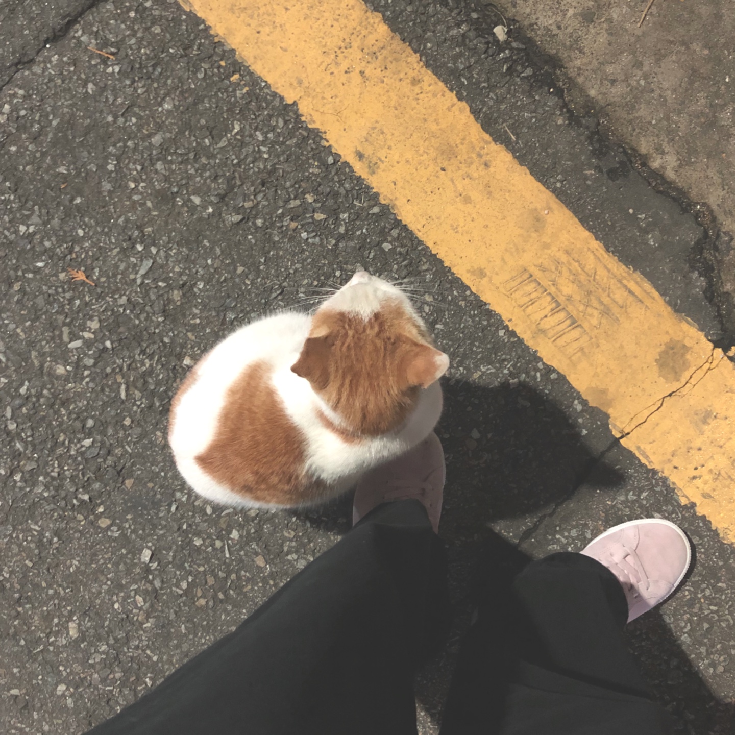 아가고양이