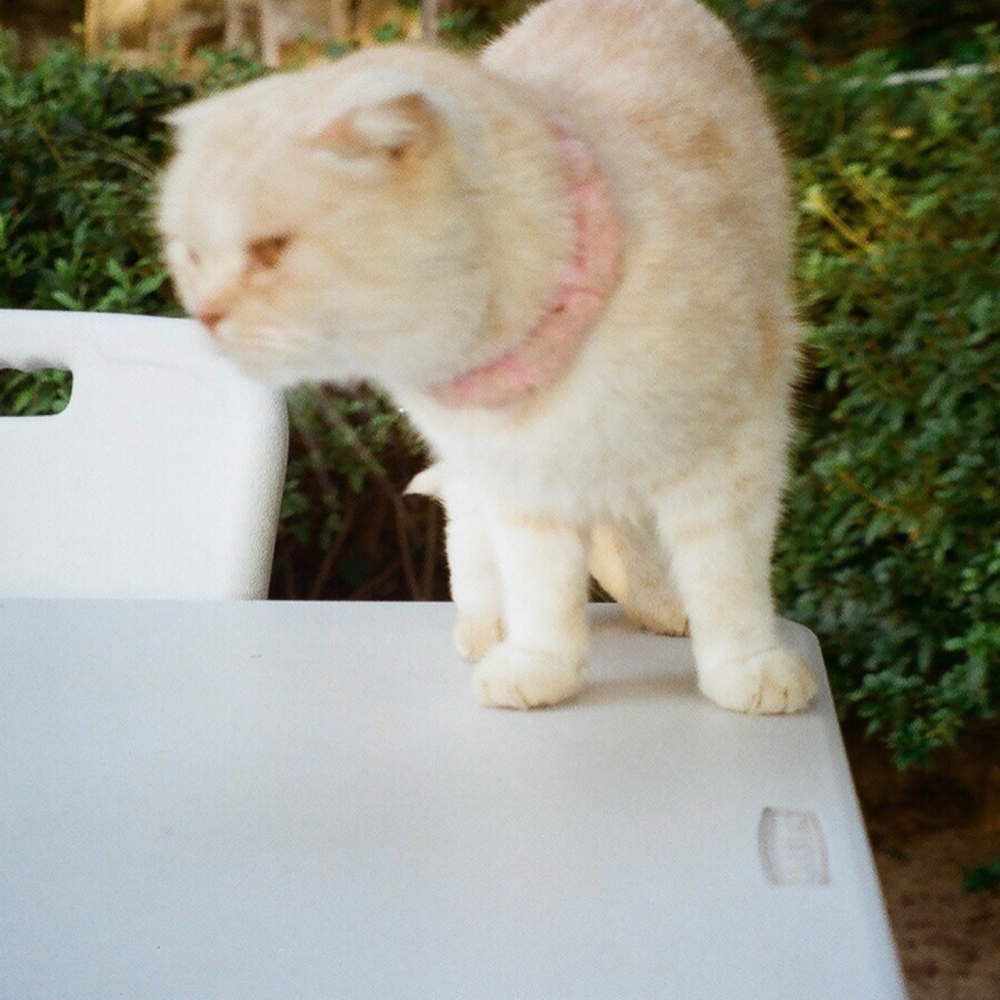 고양이