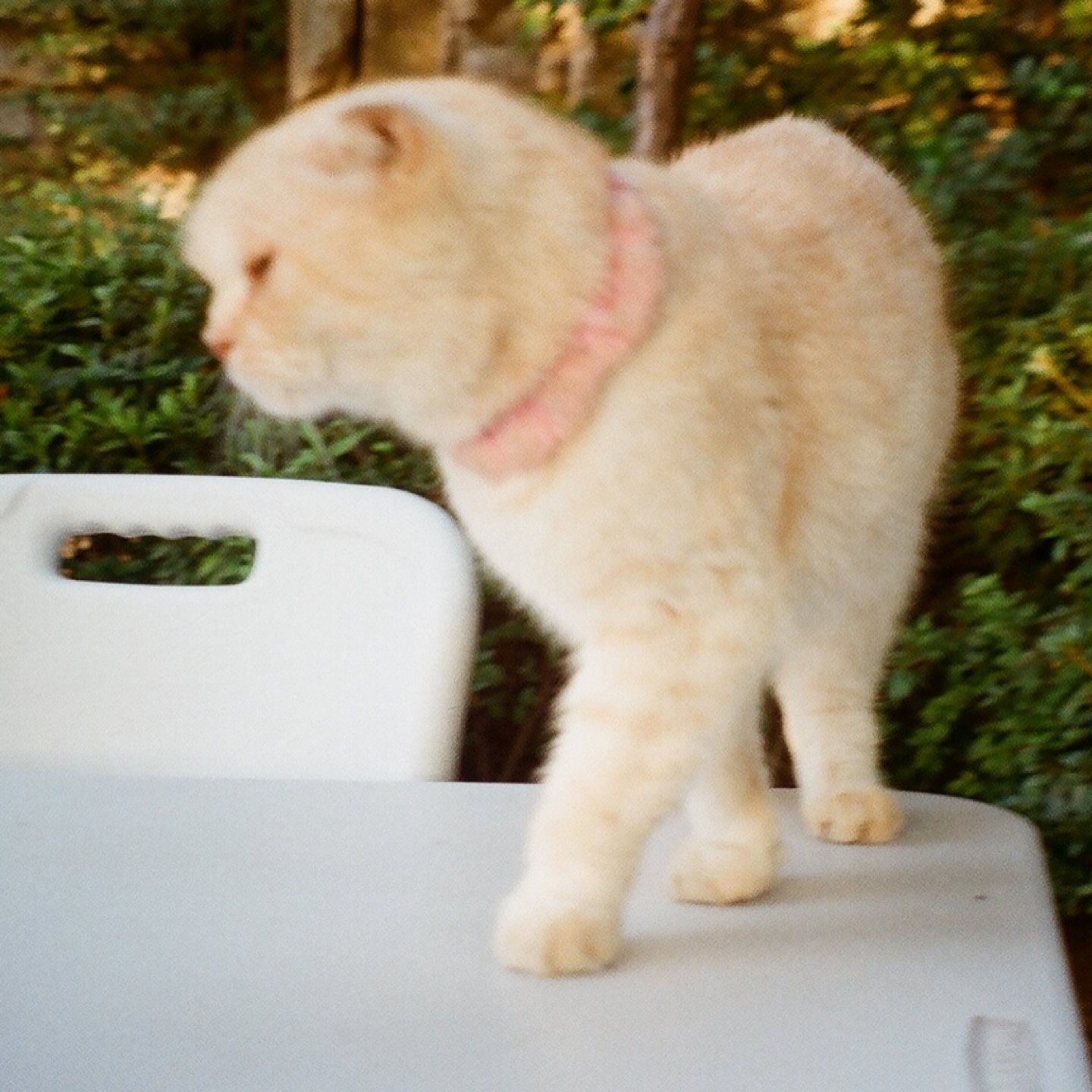 고양이