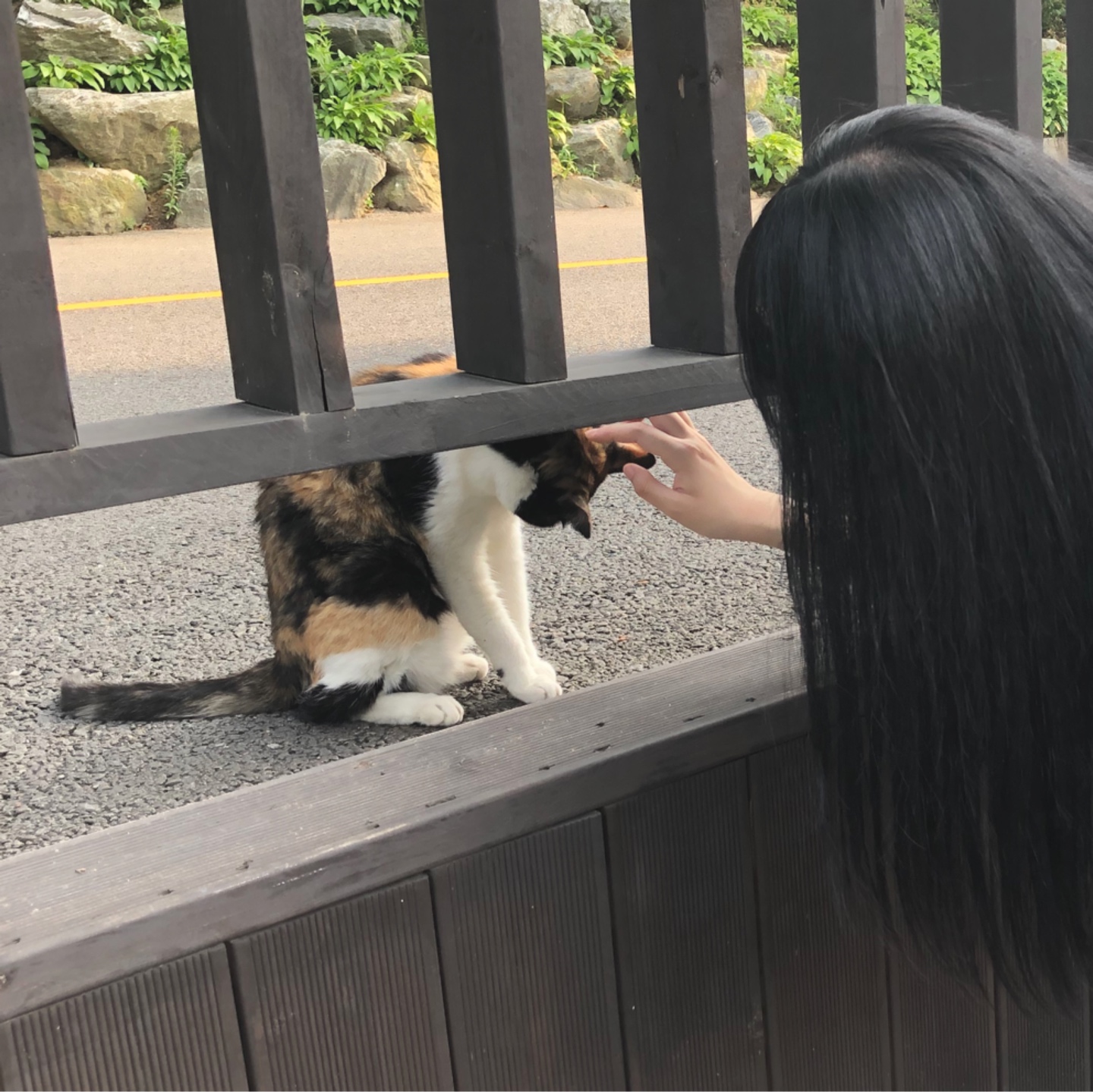낮잠자냥