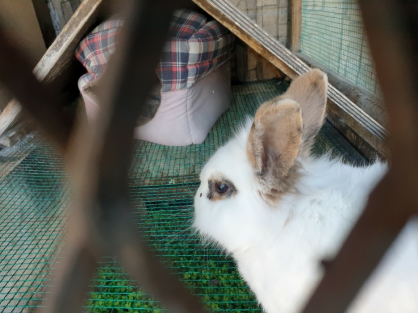 풍천가 토끼 🐰