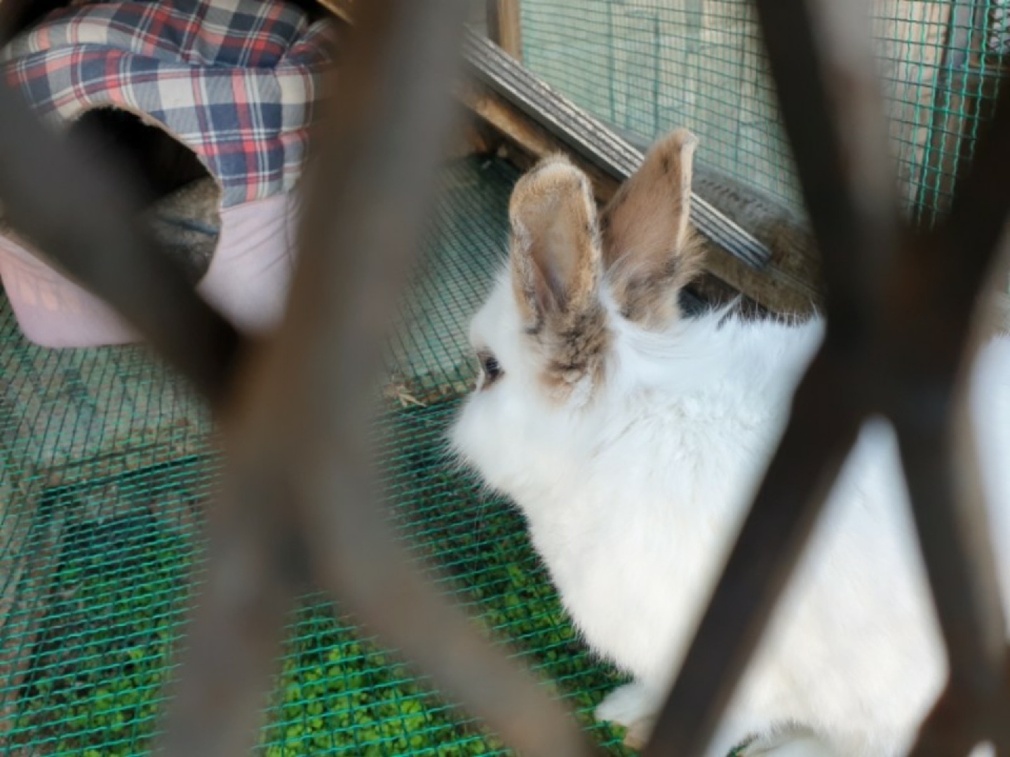 풍천가 토끼 🐰