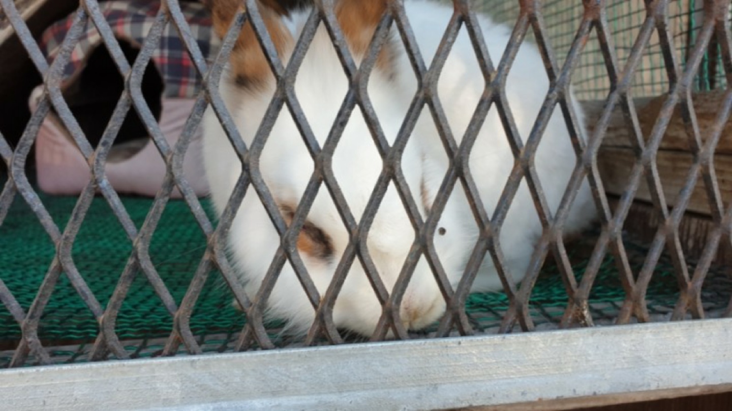 풍천가 토끼 🐰