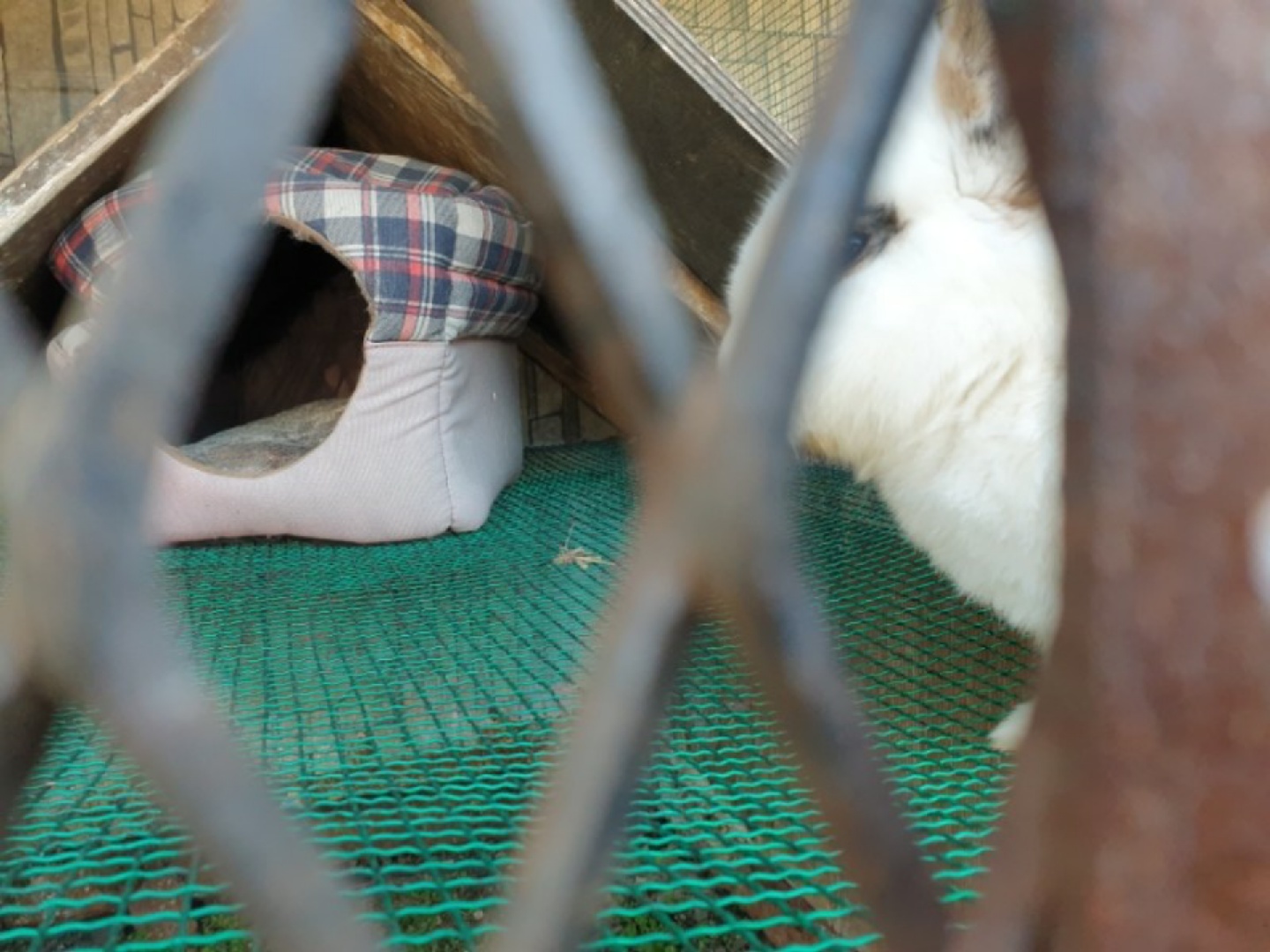 풍천가 토끼 🐰