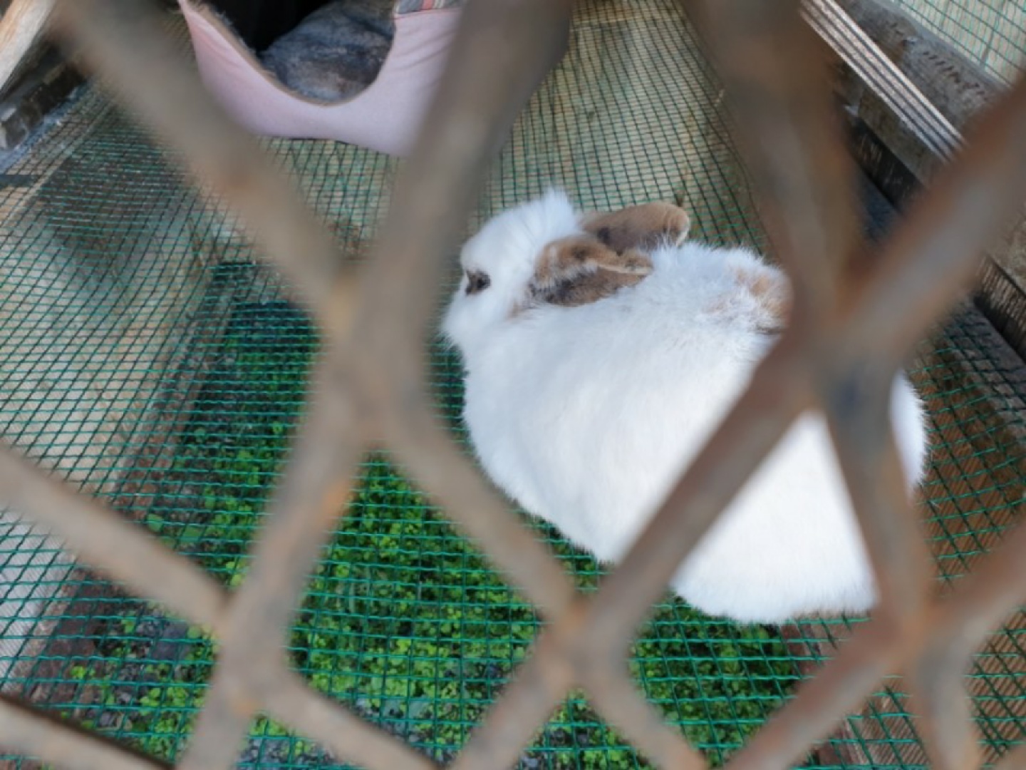 풍천가 토끼 🐰