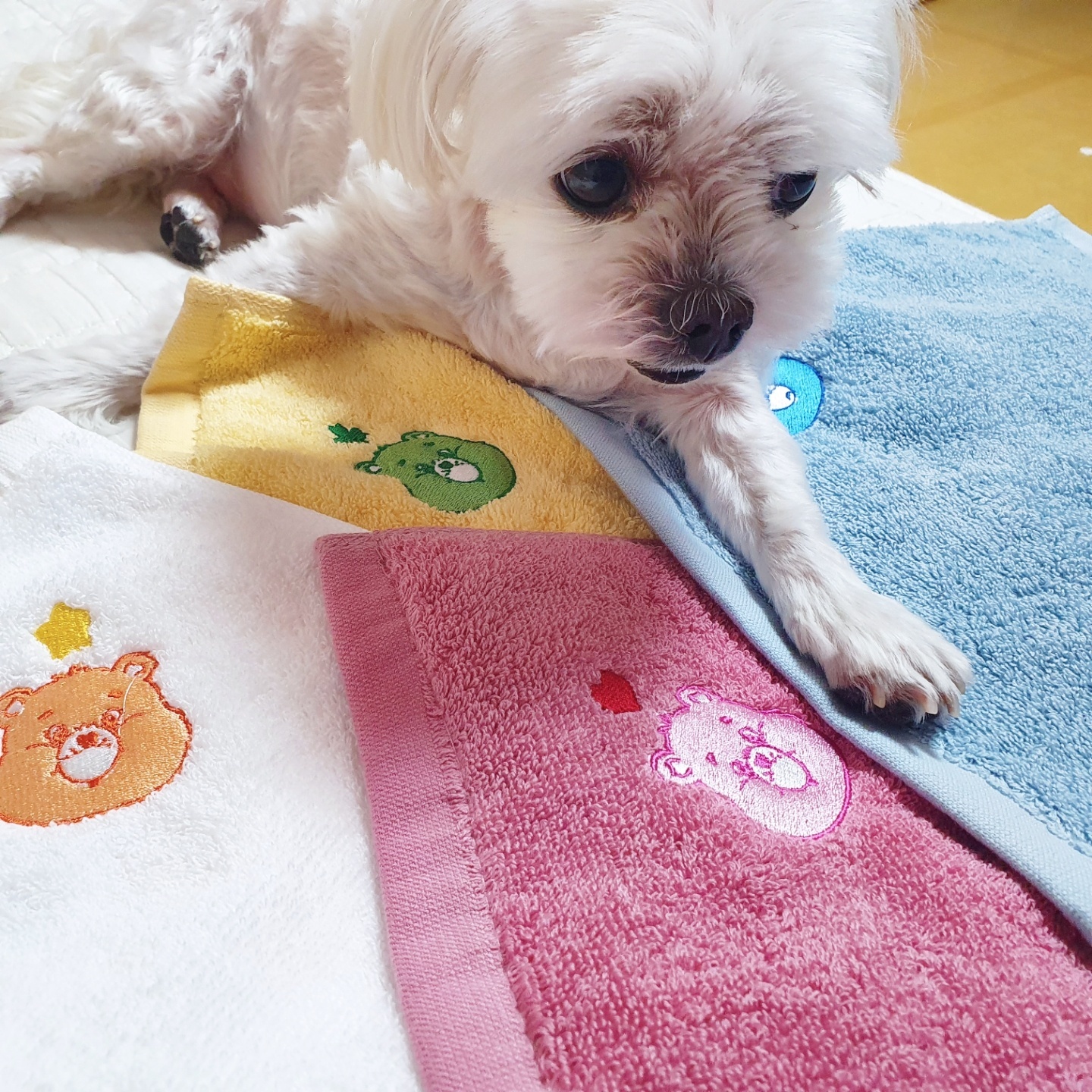 콜리 케어베어 핸드타월 도착! 🥳