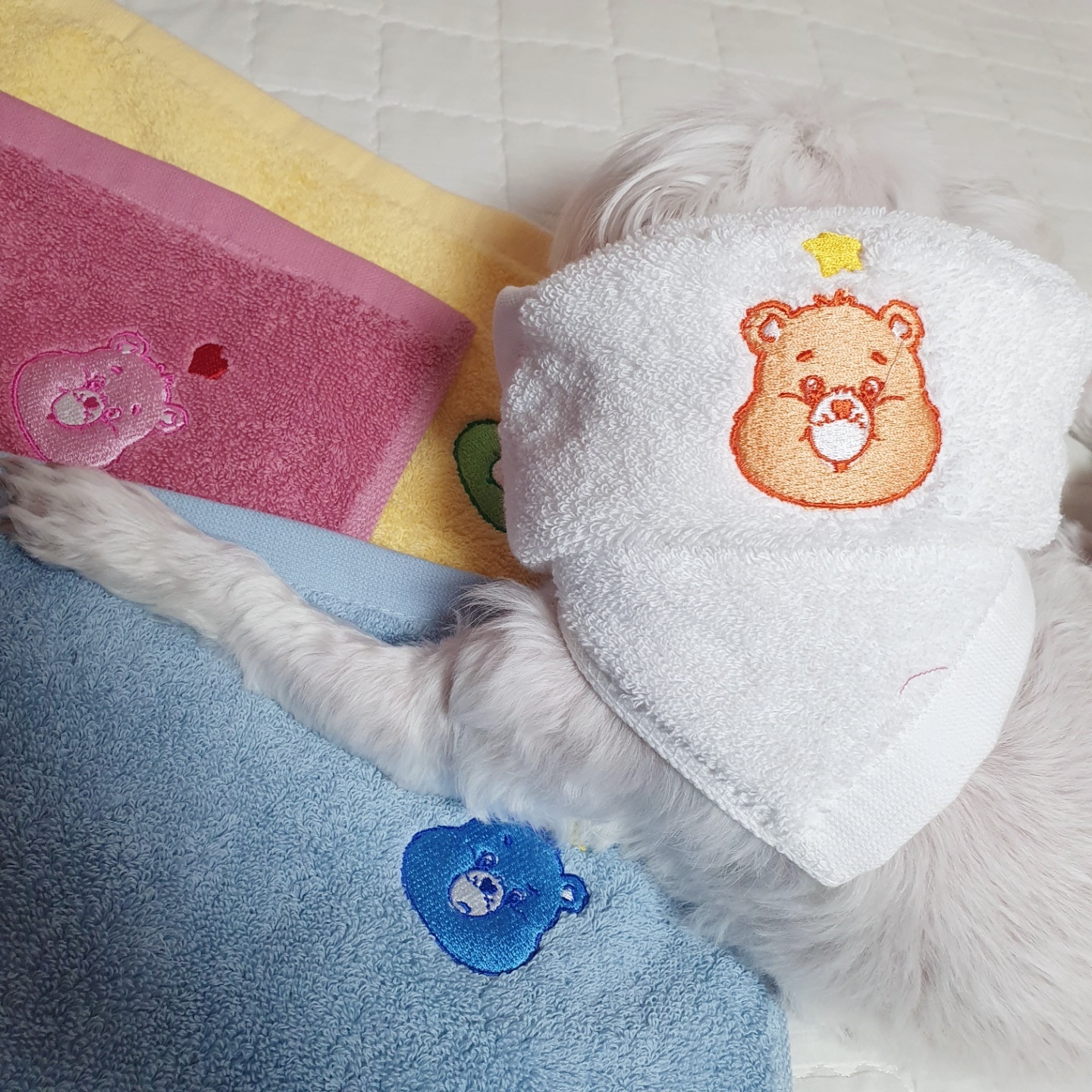 콜리 케어베어 핸드타월 도착! 🥳