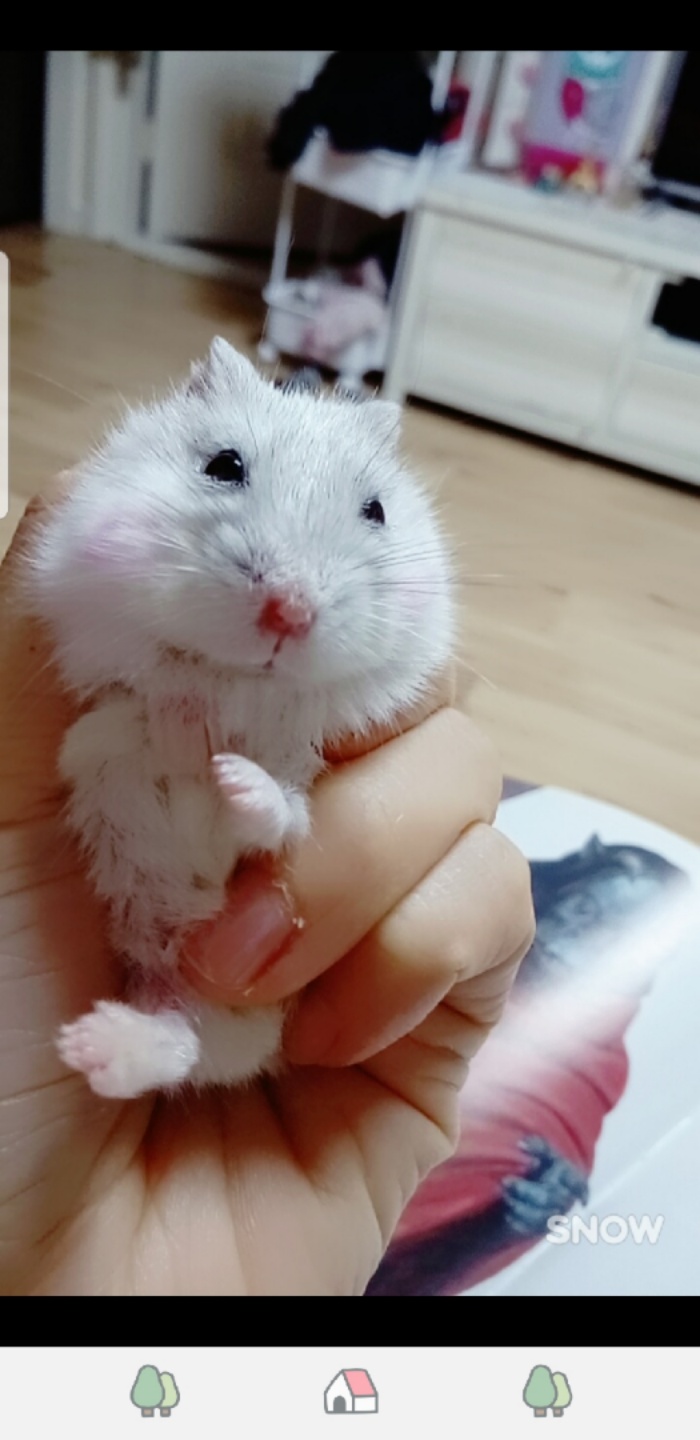 수년전 우리와 함께 살던 내사랑 콩이♡♡
하늘나라에서 행복하길
