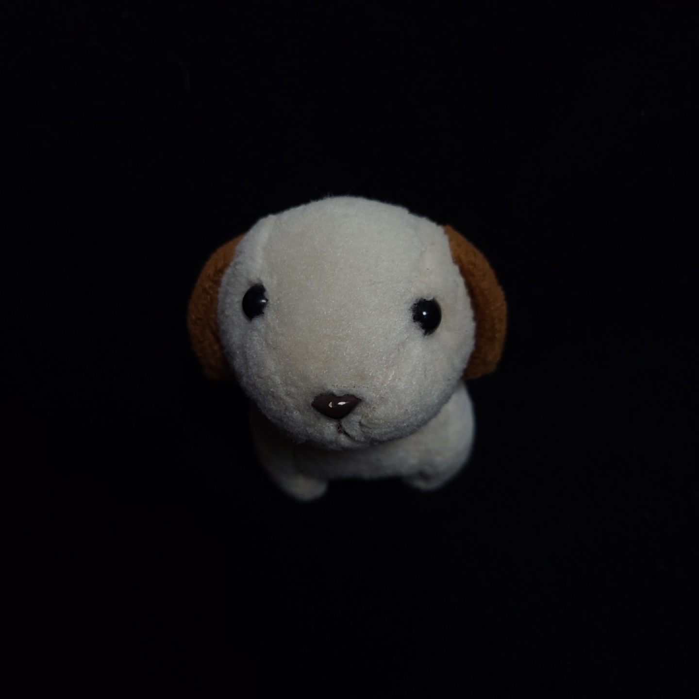 애처로운 강아지