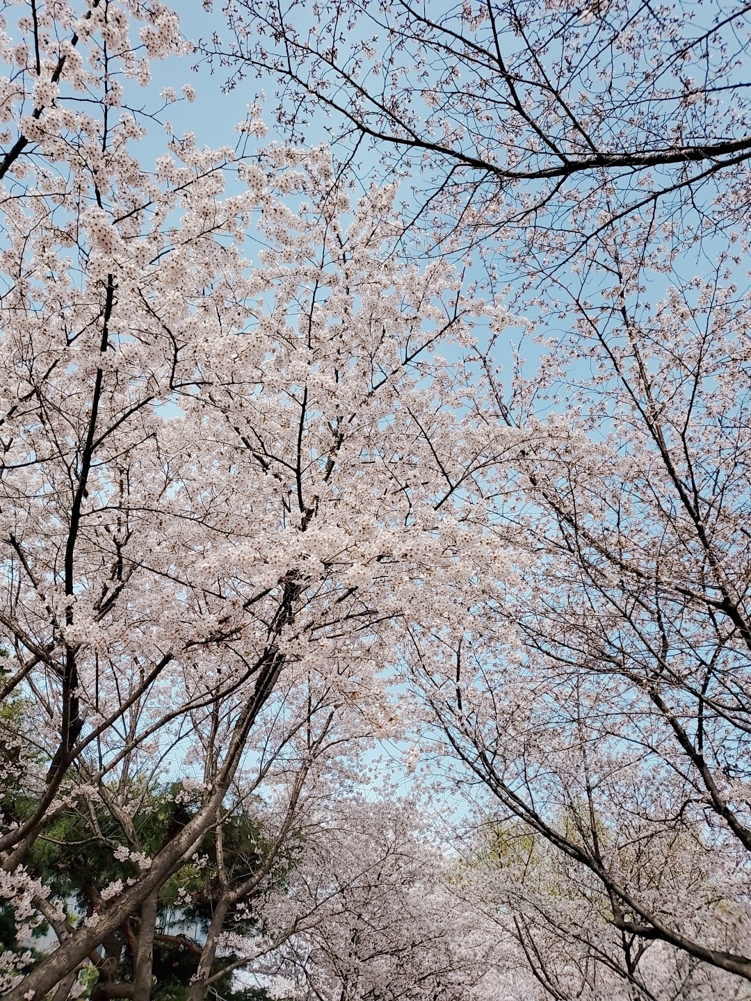 따스한 봄날❤벚꽃과 함께🌸🌸🌸🌸🌸