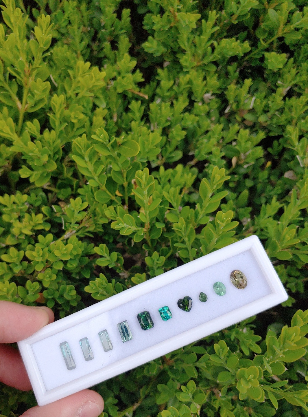 초록식물과 초록보석