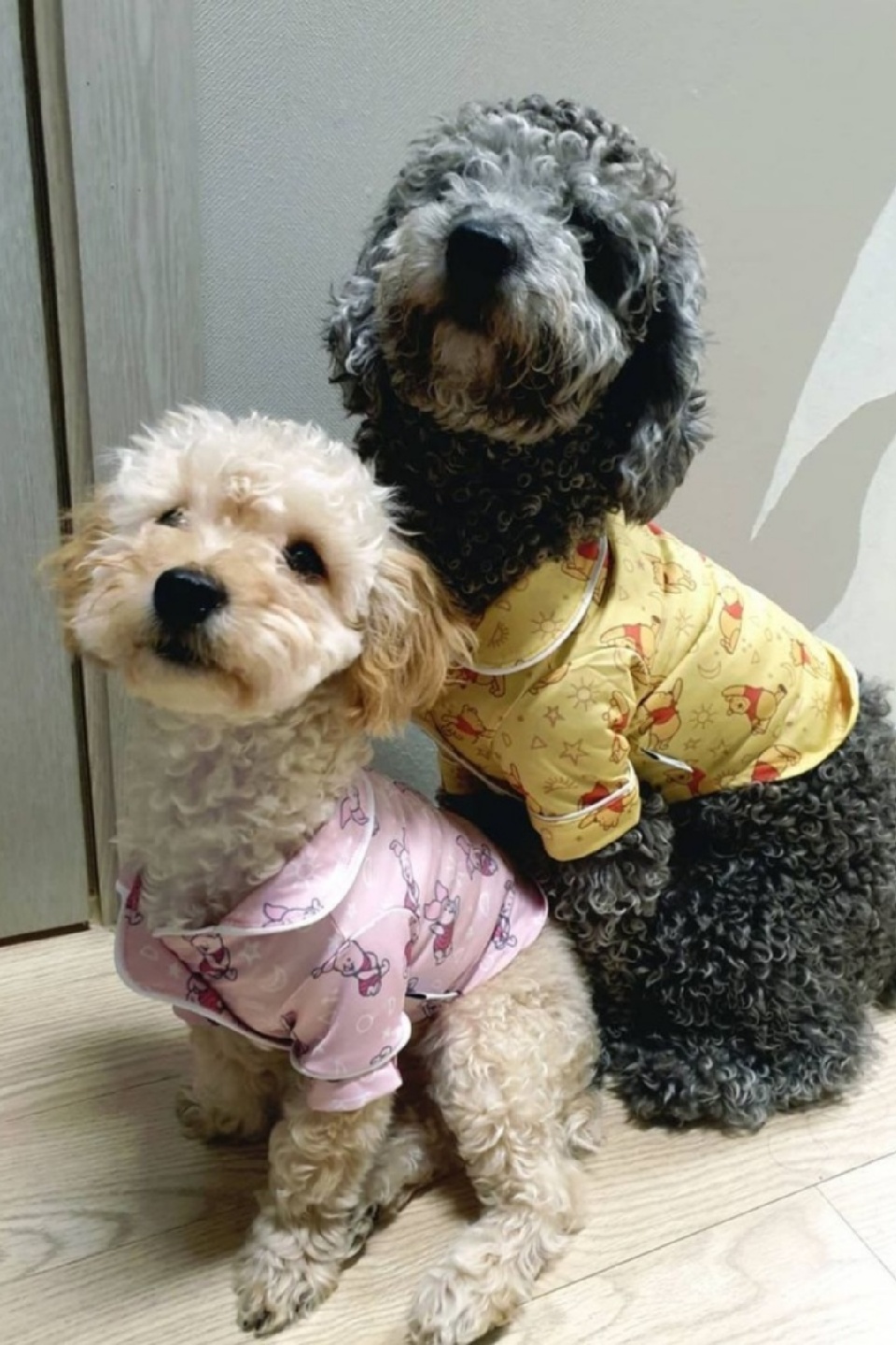 울집댕댕이들😍