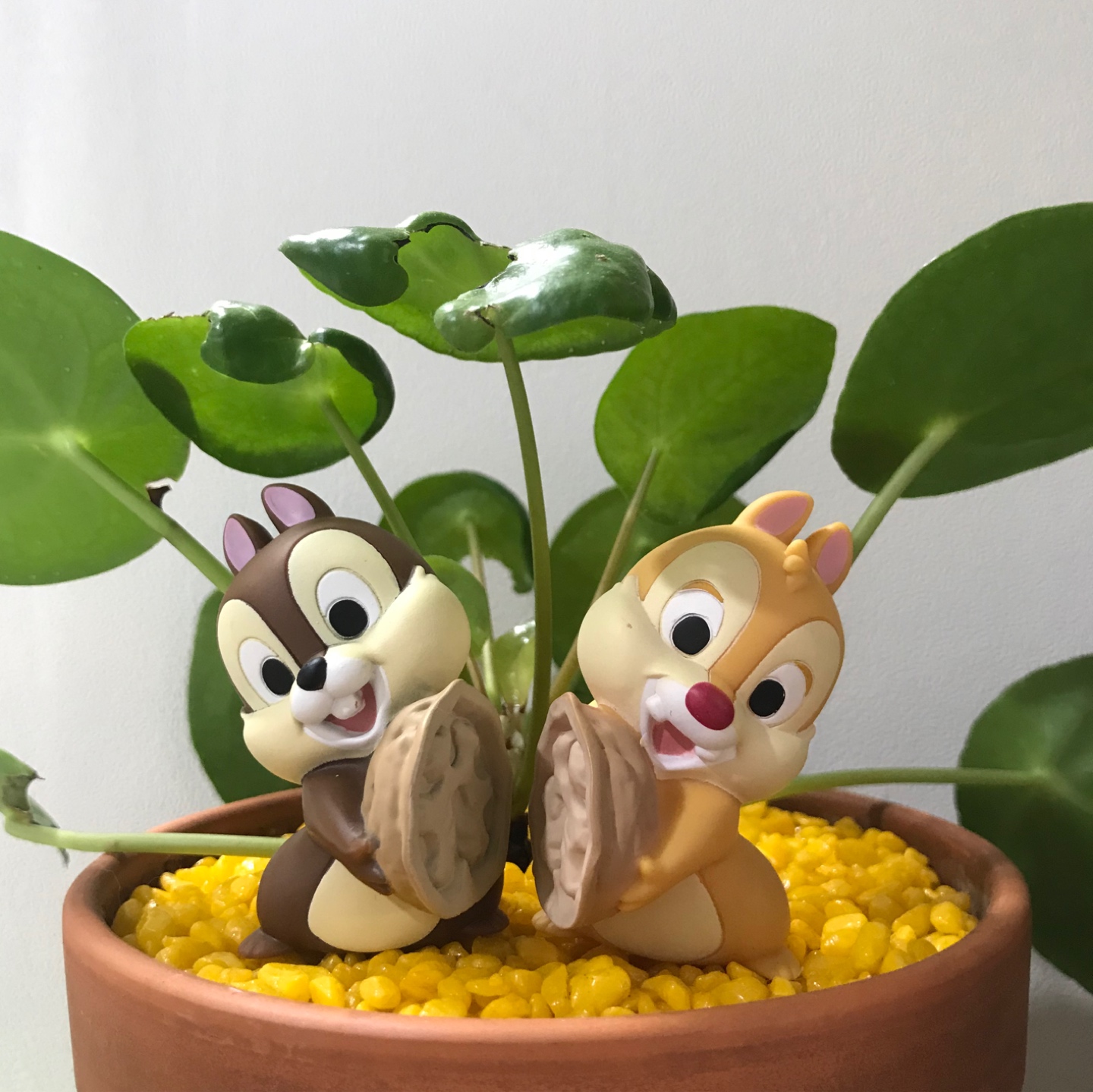 🐿🐿