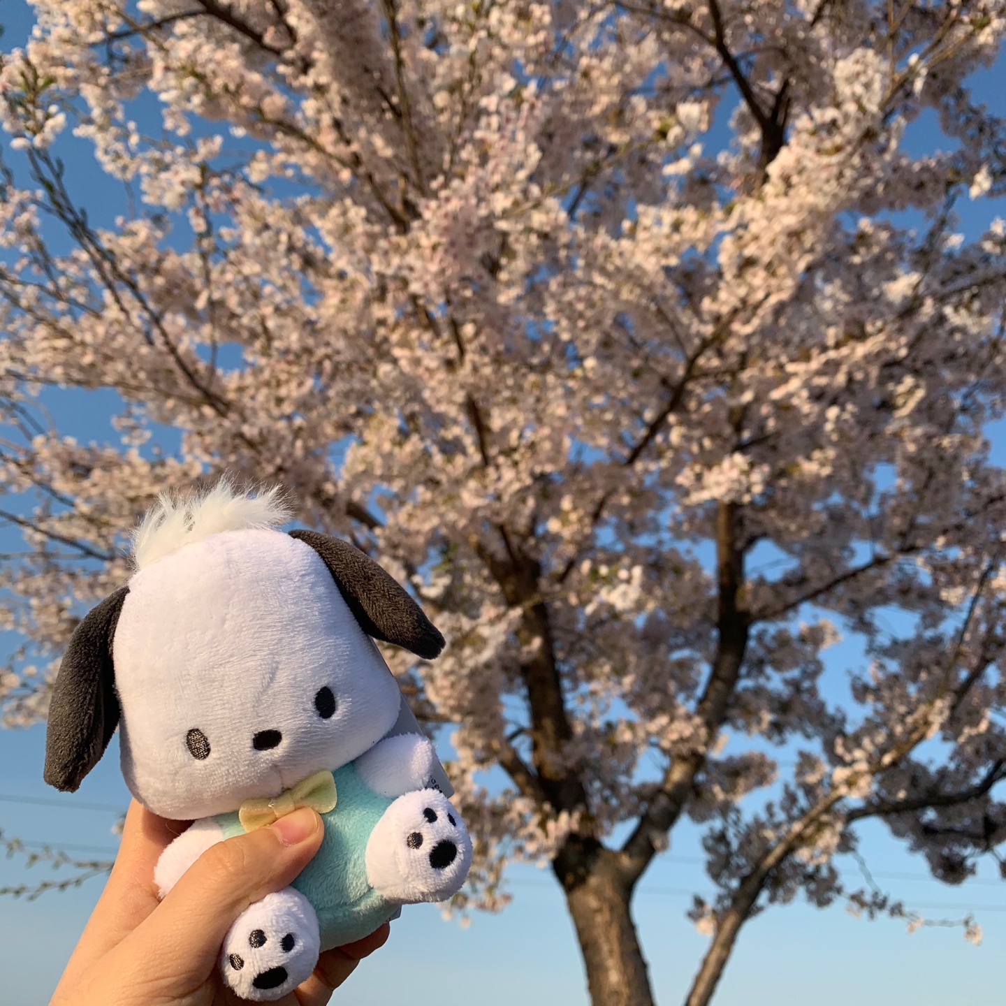 포차코 인형💕