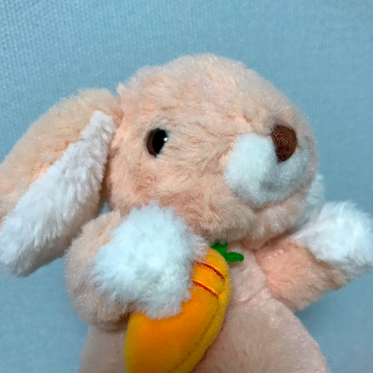 🐰🥕😲