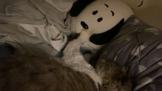 스누피 인형에 꾹꾹이🤍