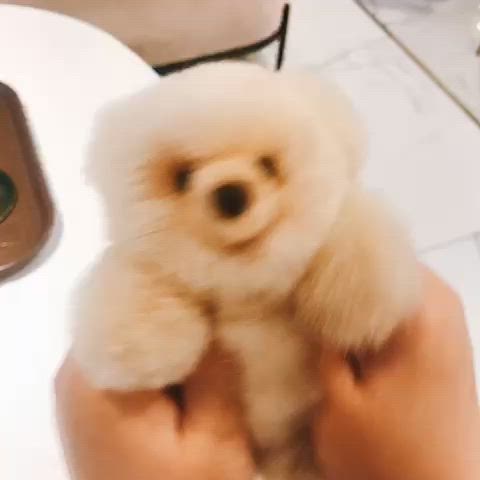 컴발리 알파카털 곰돌