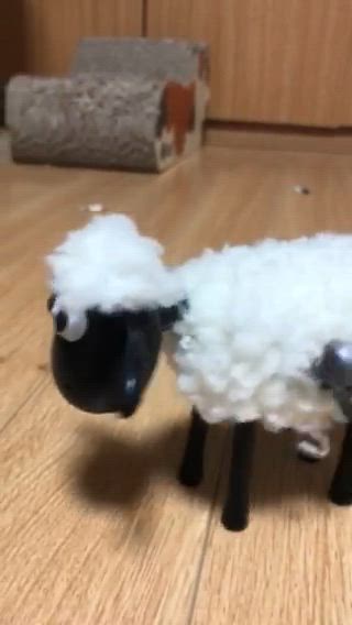 숀 더 쉽🐏